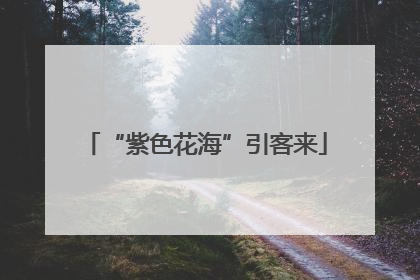 “紫色花海”引客来