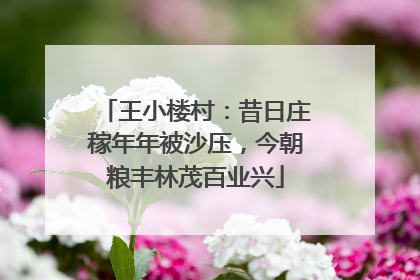 王小楼村：昔日庄稼年年被沙压，今朝粮丰林茂百业兴