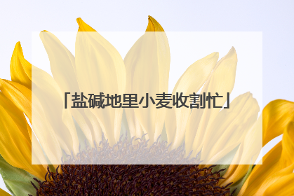 盐碱地里小麦收割忙