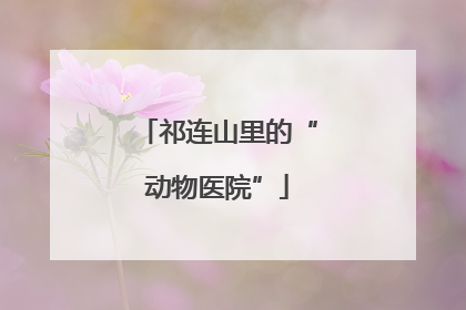 祁连山里的“动物医院”