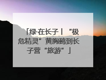 绿·在长子丨“极危精灵”黄胸鹀到长子营“旅游”