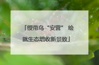 绶带鸟“安营” 绘就生态增收新景致