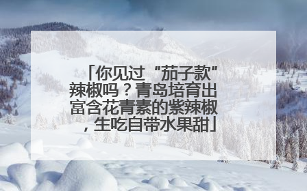 你见过“茄子款”辣椒吗？青岛培育出富含花青素的紫辣椒，生吃自带水果甜