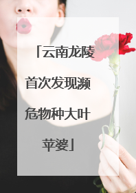 云南龙陵首次发现濒危物种大叶苹婆