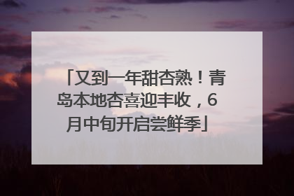 又到一年甜杏熟！青岛本地杏喜迎丰收，6月中旬开启尝鲜季