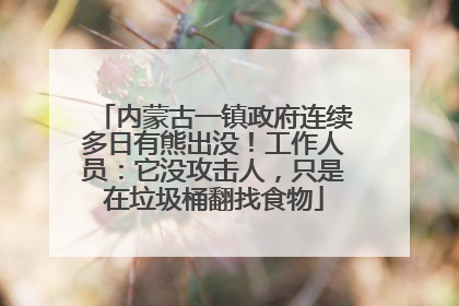 内蒙古一镇政府连续多日有熊出没！工作人员：它没攻击人，只是在垃圾桶翻找食物
