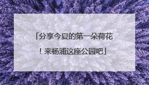 分享今夏的第一朵荷花！来杨浦这座公园吧