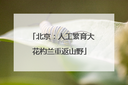 北京：人工繁育大花杓兰重返山野