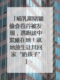哺乳期猪獾偷食苞谷被发现，逃跑途中累瘫在地！就地放生让其回家“奶孩子”