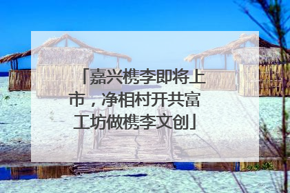 嘉兴槜李即将上市，净相村开共富工坊做槜李文创
