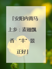 安阳内黄马上乡：麦穗飘香 “丰”景正好