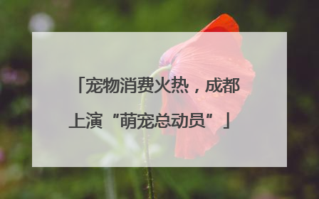 宠物消费火热，成都上演“萌宠总动员”