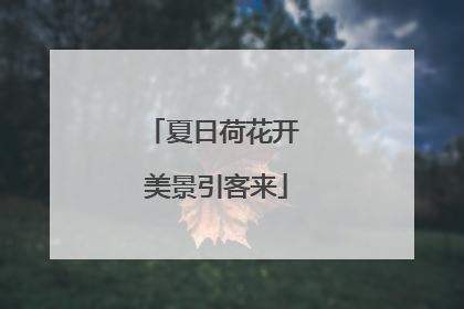 夏日荷花开 美景引客来