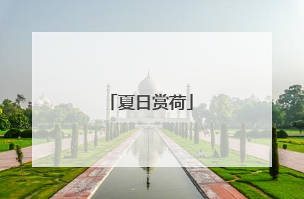 夏日赏荷
