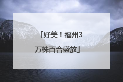好美！福州3万株百合盛放