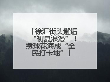 徐汇街头邂逅“初夏浪漫”！绣球花海成“全民打卡地”