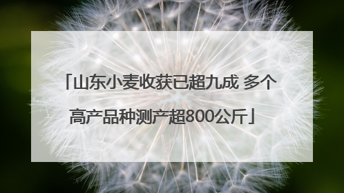 山东小麦收获已超九成 多个高产品种测产超800公斤