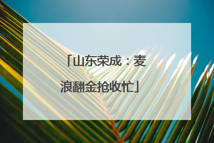 山东荣成：麦浪翻金抢收忙