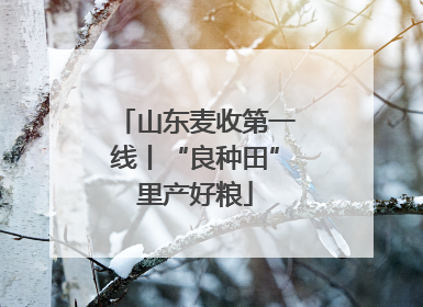 山东麦收第一线丨“良种田”里产好粮