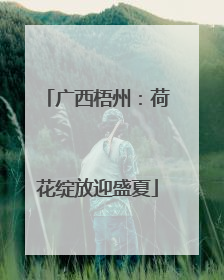 广西梧州：荷花绽放迎盛夏