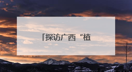 探访广西“植物界大熊猫”银杉发现地