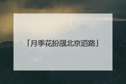 月季花扮靓北京道路