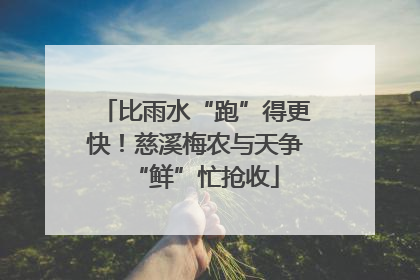比雨水“跑”得更快！慈溪梅农与天争“鲜”忙抢收