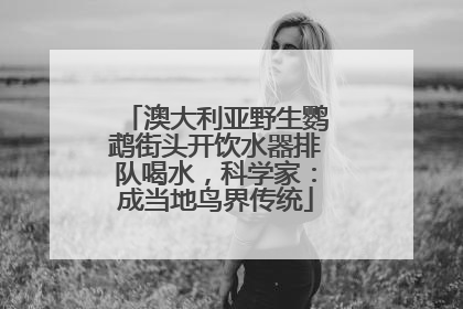 澳大利亚野生鹦鹉街头开饮水器排队喝水，科学家：成当地鸟界传统