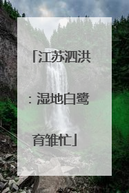 江苏泗洪：湿地白鹭育雏忙