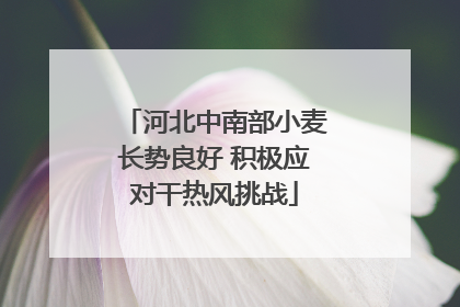 河北中南部小麦长势良好 积极应对干热风挑战