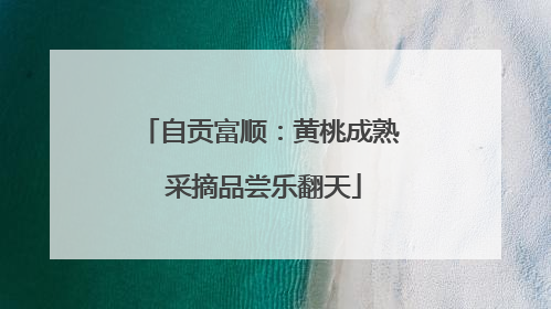 自贡富顺：黄桃成熟 采摘品尝乐翻天