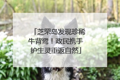 芝罘岛发现珍稀牛背鹭！政民携手护生灵重返自然