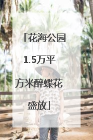 花海公园1.5万平方米醉蝶花盛放
