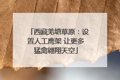 西藏羌塘草原：设置人工鹰架 让更多猛禽翱翔天空