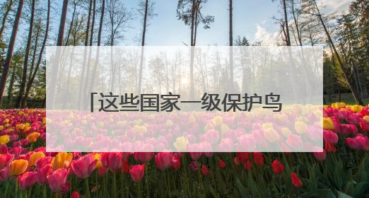这些国家一级保护鸟类，你认识多少？