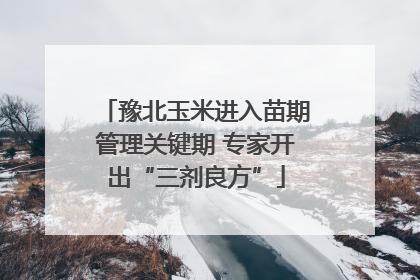 豫北玉米进入苗期管理关键期 专家开出“三剂良方”