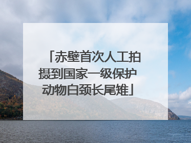 赤壁首次人工拍摄到国家一级保护动物白颈长尾雉