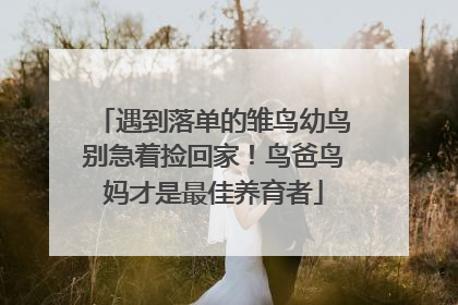遇到落单的雏鸟幼鸟别急着捡回家！鸟爸鸟妈才是最佳养育者