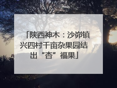 陕西神木：沙峁镇兴四村千亩杂果园结出“杏”福果