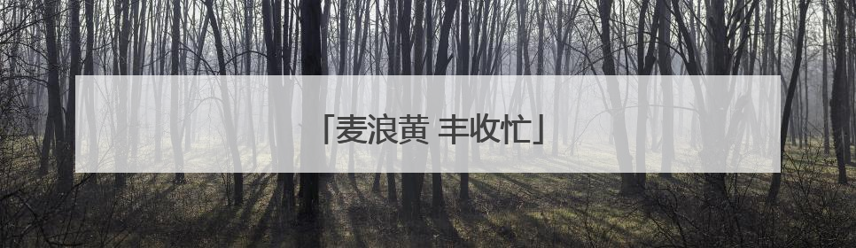 麦浪黄 丰收忙