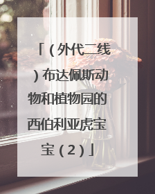（外代二线）布达佩斯动物和植物园的西伯利亚虎宝宝（2）