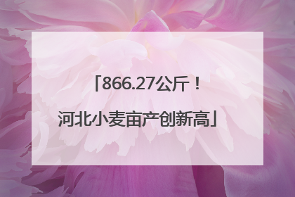 866.27公斤！河北小麦亩产创新高